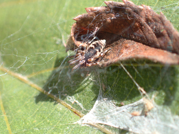 ネコハグモ♀