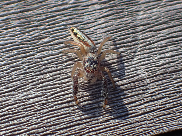 ハエトリ