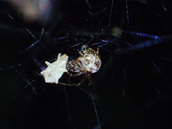 捕食中のヒメグモ科♂