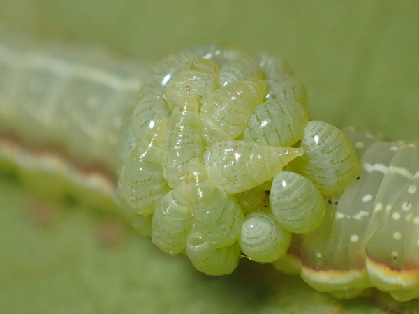 寄生する芋虫