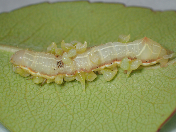 芋虫が分散
