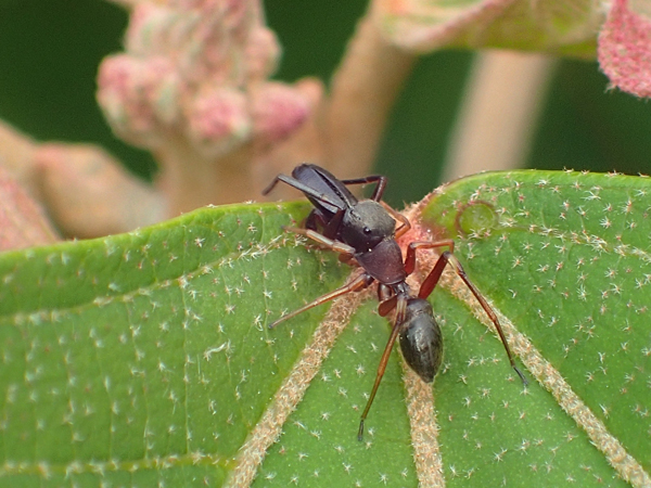 蜜を飲むアリグモ