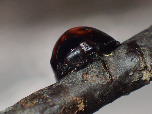 アカホシテントウの成虫