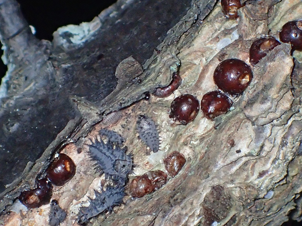 タマカタカイガラムシの死骸とアカテントウの脱皮殻