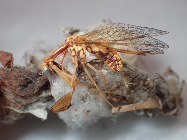 ヒメカマキリモドキの死骸