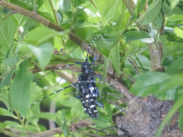 ゴマダラカミキリのペア