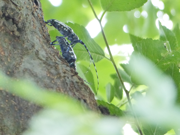 ゴマダラカミキリのペア