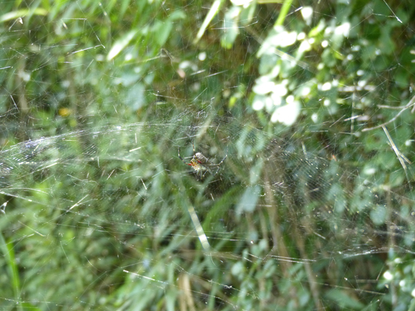 捕食中のスズミグモ