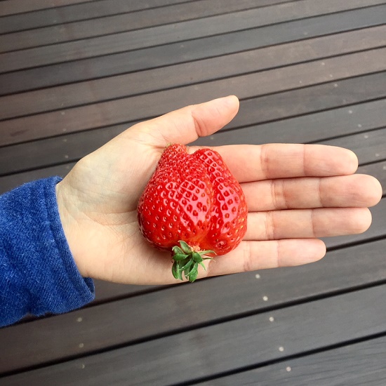 いちご