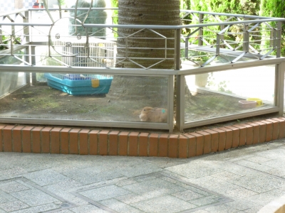 39さくらちゃんもおはよ.JPG
