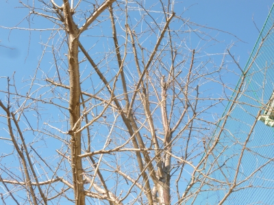 P1050500桜の枝1月.JPG