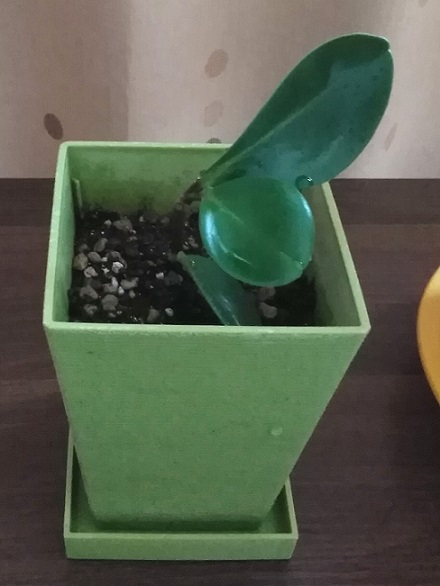 挿し芽に戻したペペロミア