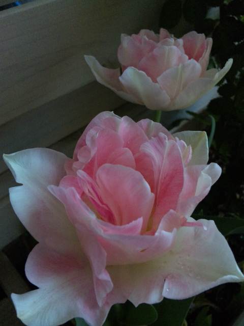 110417_123742.jpg