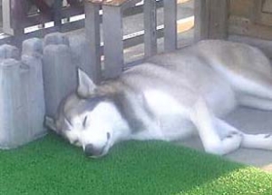 sleep