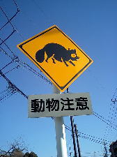 タヌキ注意!!