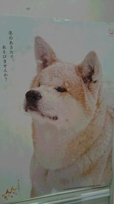 akitainu.JPG