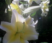 20100708090638.jpg