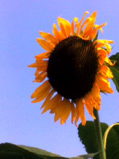 ¤Ò¤Þ¤ï¤ê03