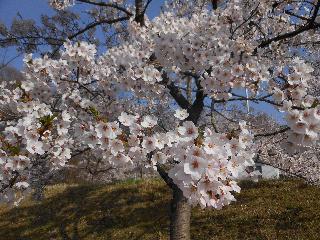 桜.jpg