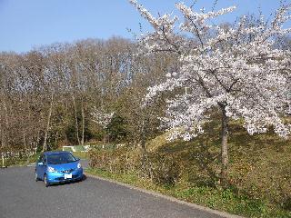 桜と車.jpg