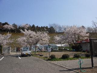 桜全景.jpg