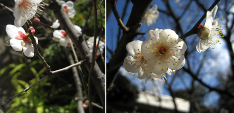 庭の梅 早くも見ごろ 2009年1月28日