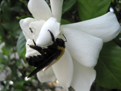 くちなしの花に集まる虫たち
