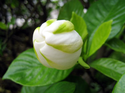 くちなしの花のつぼみ