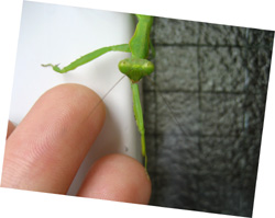 お手をするカマキリ