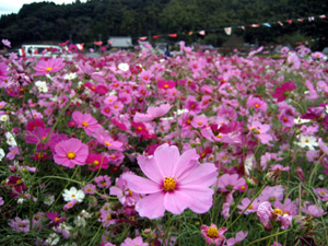 岡部町のコスモスまつり