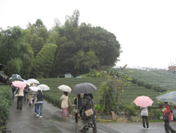 岡部玉露の茶園散策