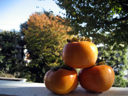 事務所の庭の紅葉と柿