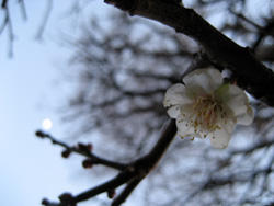 2011年事務所の最初の梅の花