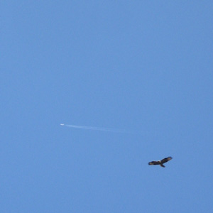 青空にとんびと飛行機
