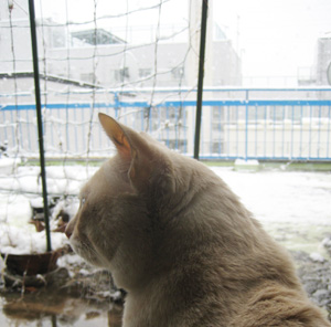 ベランダの雪を眺めるネコ