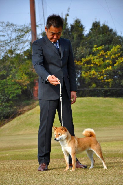 日本犬保存会「完成犬」がJKCで！ Clumber Up News