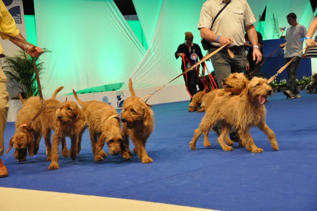 バセットハウンド アンティーク 希少ドッグショー 犬