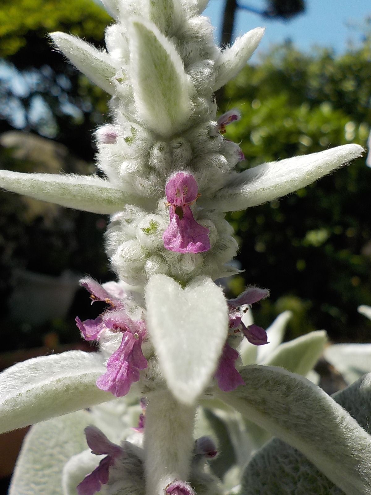 DSCN1796.JPG