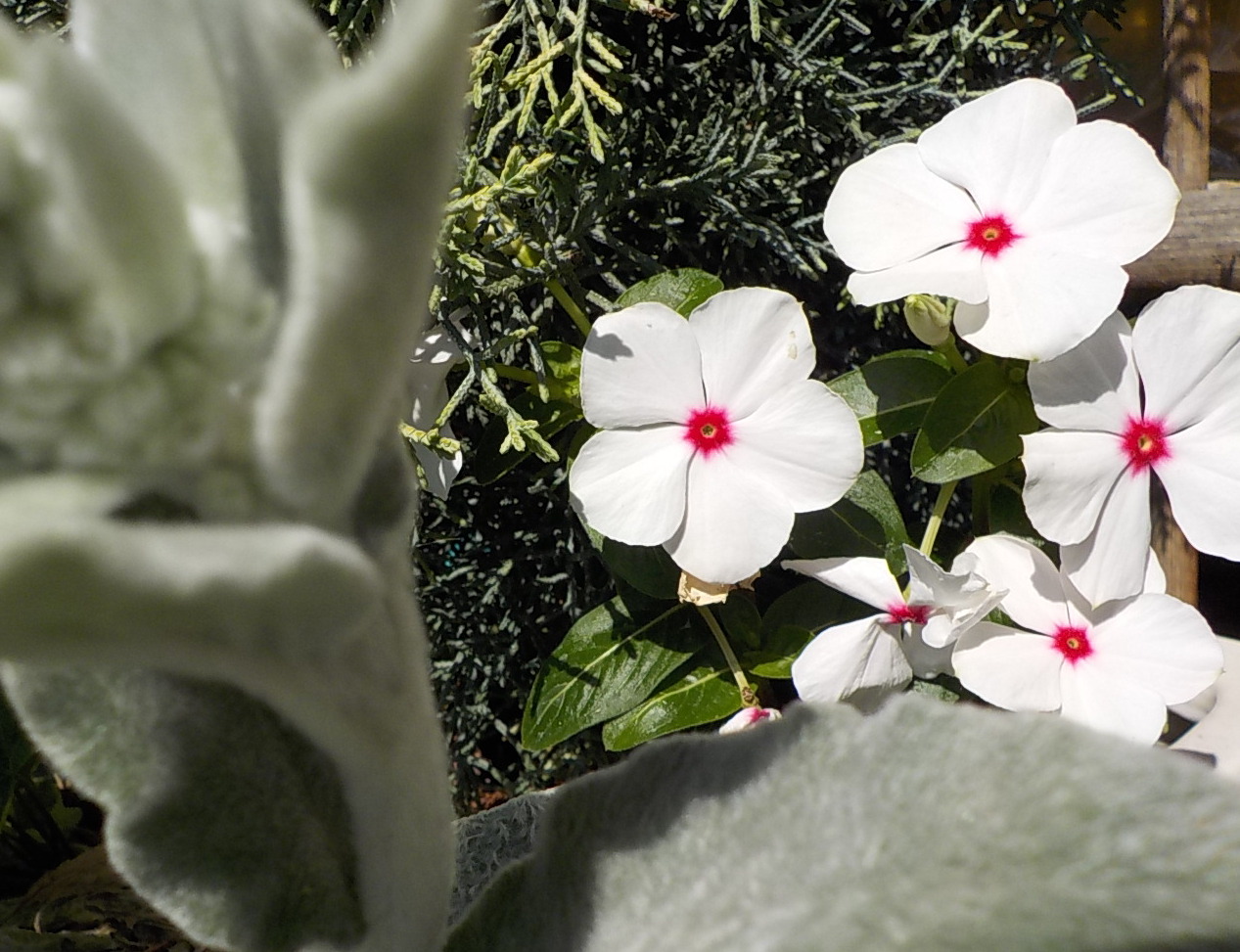 DSCN1798.JPG