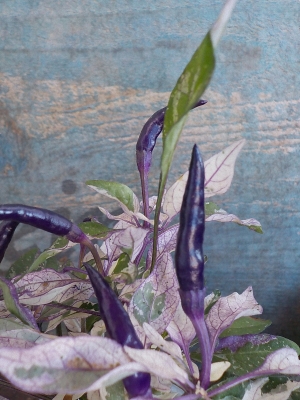 DSCN2923.JPG