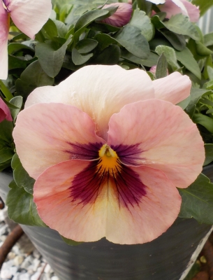 DSCN7557.JPG
