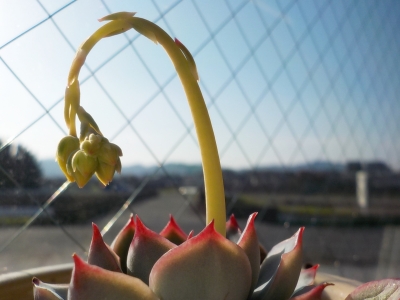 DSCN7930.JPG