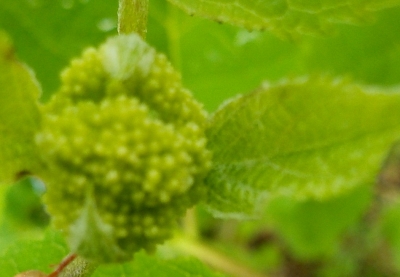 DSCN1146.JPG