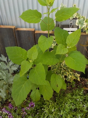 DSCN1147.JPG