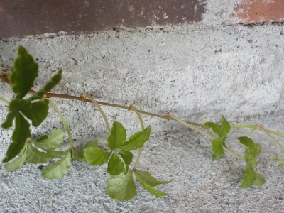 DSCN1176.JPG