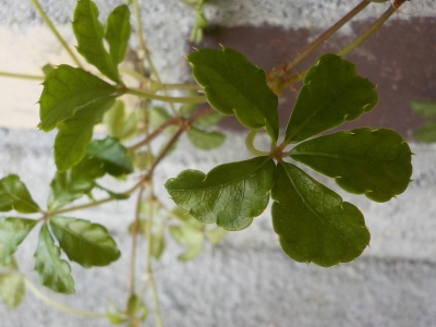 DSCN1177.JPG
