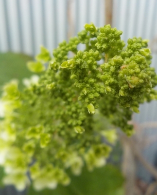 DSCN1252.JPG