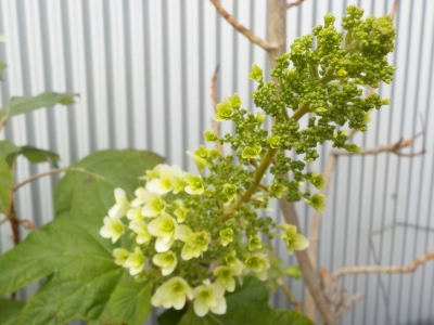 DSCN1253.JPG
