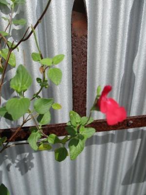 IMG_0337.JPG