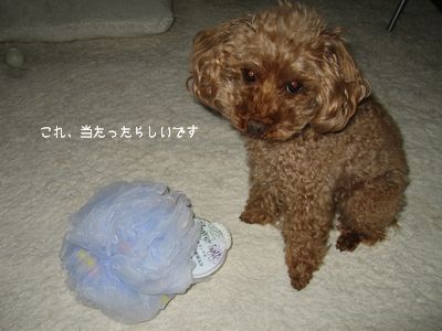 コレ